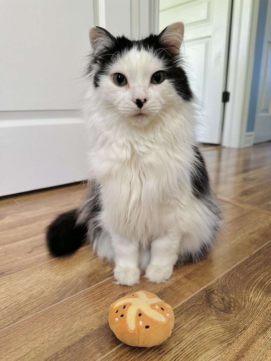 “One bun is better than none hun.” ~ Oreo

#theoreocat #CatsOfTwitter #catlogic