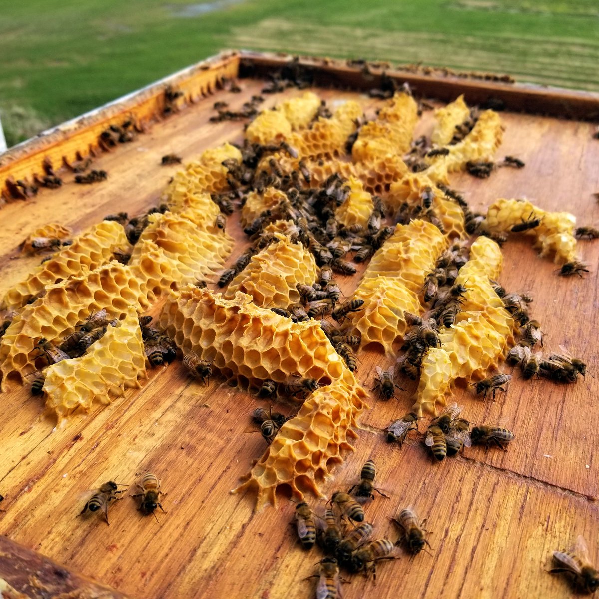 FoxhoundBeeCo's tweet photo. Oh, you want me to build on the frame??? I see your frame, and I raise you the ceiling....I do what I want.
#beekeeping #honey #beekeeper #bees #homegrown #homestead #urbanbeekeeping #buzzing #backyardgoals #instagrambham #savethebees ##ilovenature #beehive #bee #backyardbee https://t.co/VRLFQmsVq5