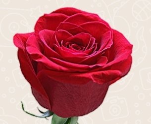 #وصيف_العالم 
يقولون مسي وقع مع وصيف العالم
يعني باذن الله البطوله الوحيدة الي ما حققها الهلال راح يحققها باذن الله بطوله كأس العالم