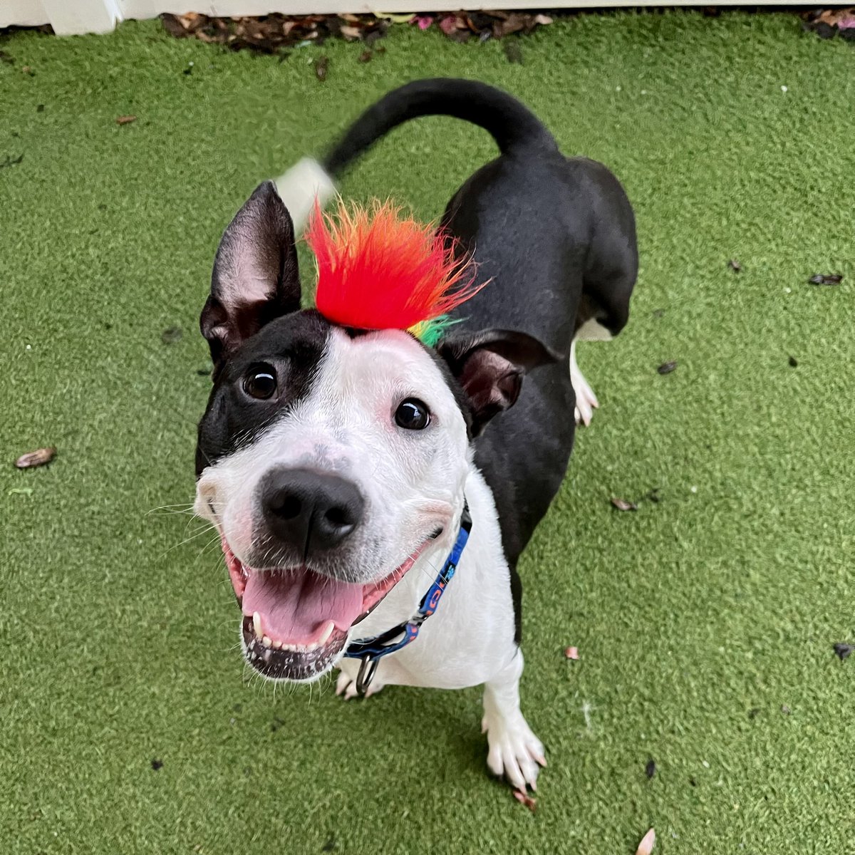 🌈Pet Pal Pride🌈
Our adoptable animals love all humans, all colors, all shapes + sizes, all sexes, all ages.  
Love is love.  
Cali is a 2 yr. old female Pit mix.
$75 adoption fee. 
petpalanimalshelter.com
#pridemonth #petpalpride #AdoptDontShop #stpetepride