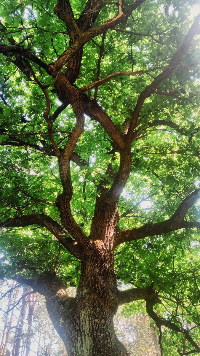 Great oak tree🤗
.
#forest #oak #oaktree #naturelovers #landscapephotography #intheforest #summermood #jiwoodlamp