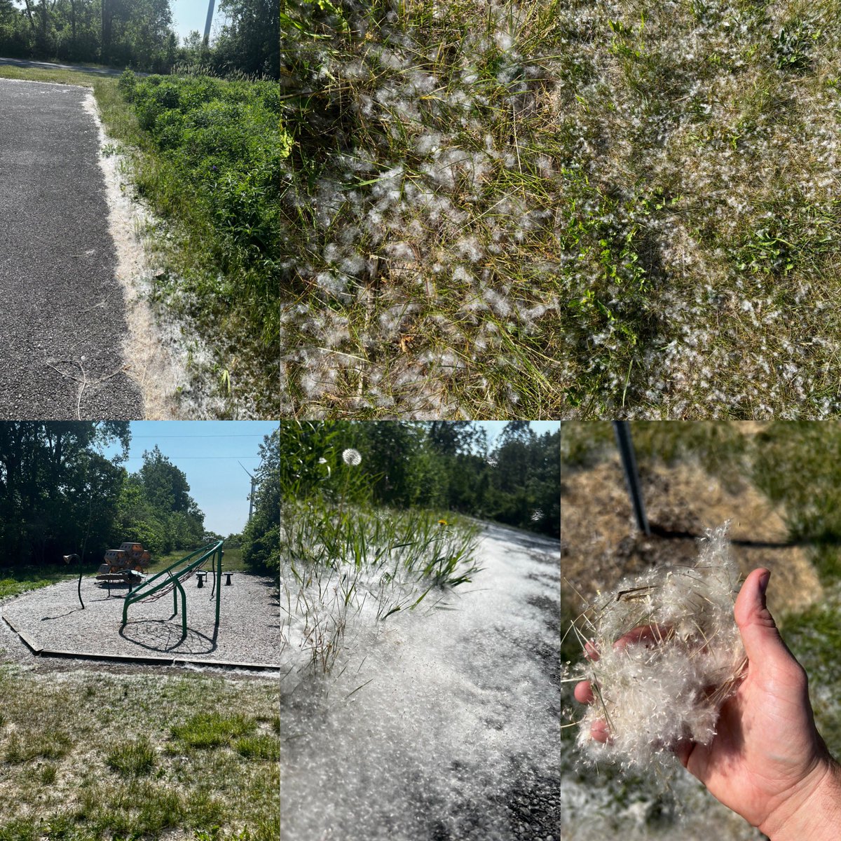 Snow in June? Don't worry, it is summer and no, you haven't lost your mind. It's the time of year that the mighty cottonwood spreads its seeds through the wind. We would like to thank Naturalist James, for taking these pictures from the Tallgrass Trail. #nature #trees #summer