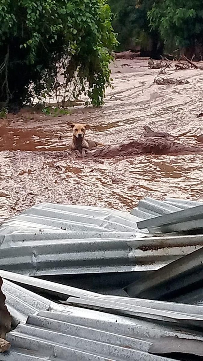 Victor Caicedo 🐾 tweet media