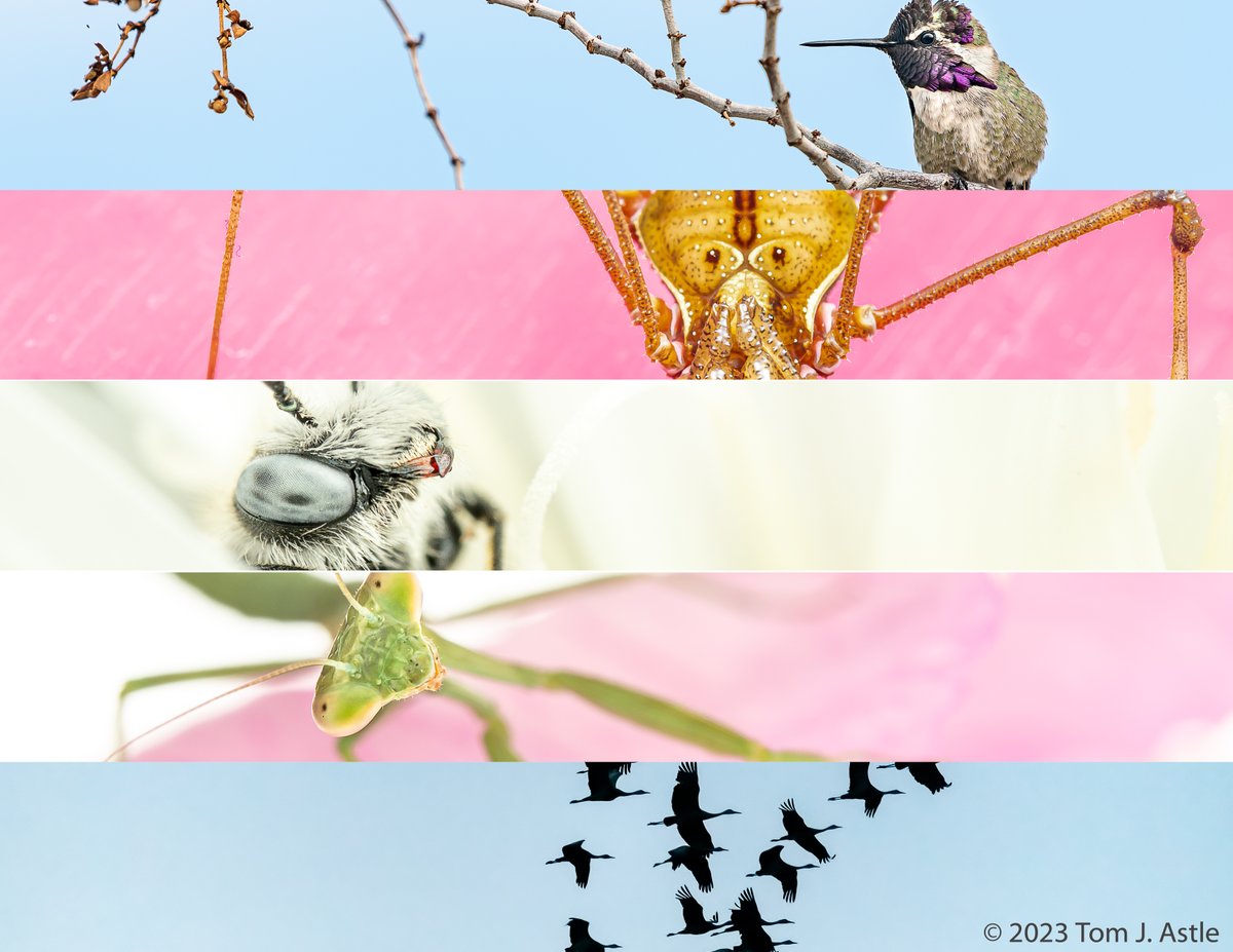 For #Pride month, here's the 2023 edition of the flag I make from my photos each year. This time I tried a trans flag as well. It's not much in the face of the intolerance and ignorance that so many friends and family face, but a bit of public ally-ship can't hurt. Love is love.