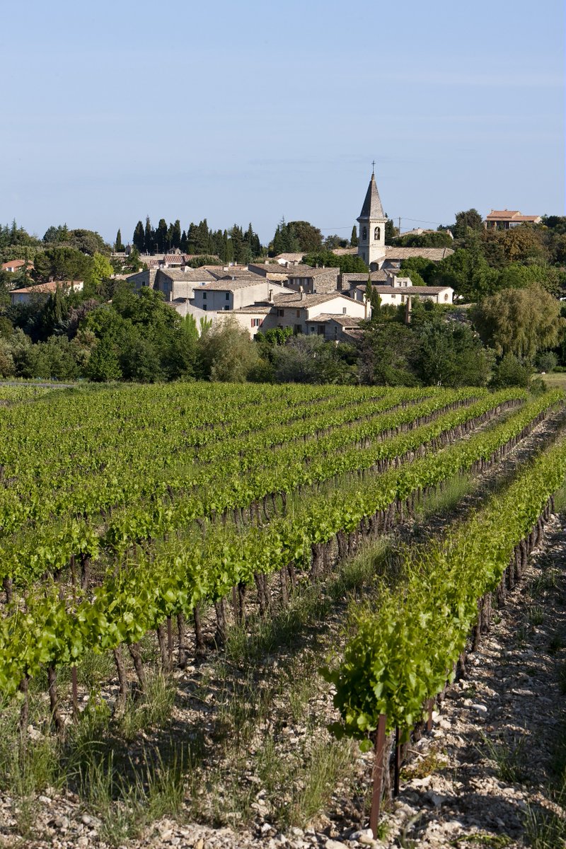 Côtes du Rhône Villages Saint-Pantaléon-les-Vignes
Elevé au statut de Village Nommé en 1969, il peut produire des vins dans les trois couleurs, mais se concentre sur les vins rouges, à partir des cépages : Grenache, Syrah, Carignan,  Mourvèdre et un peu de Cinsault. 
© C. Grilhé