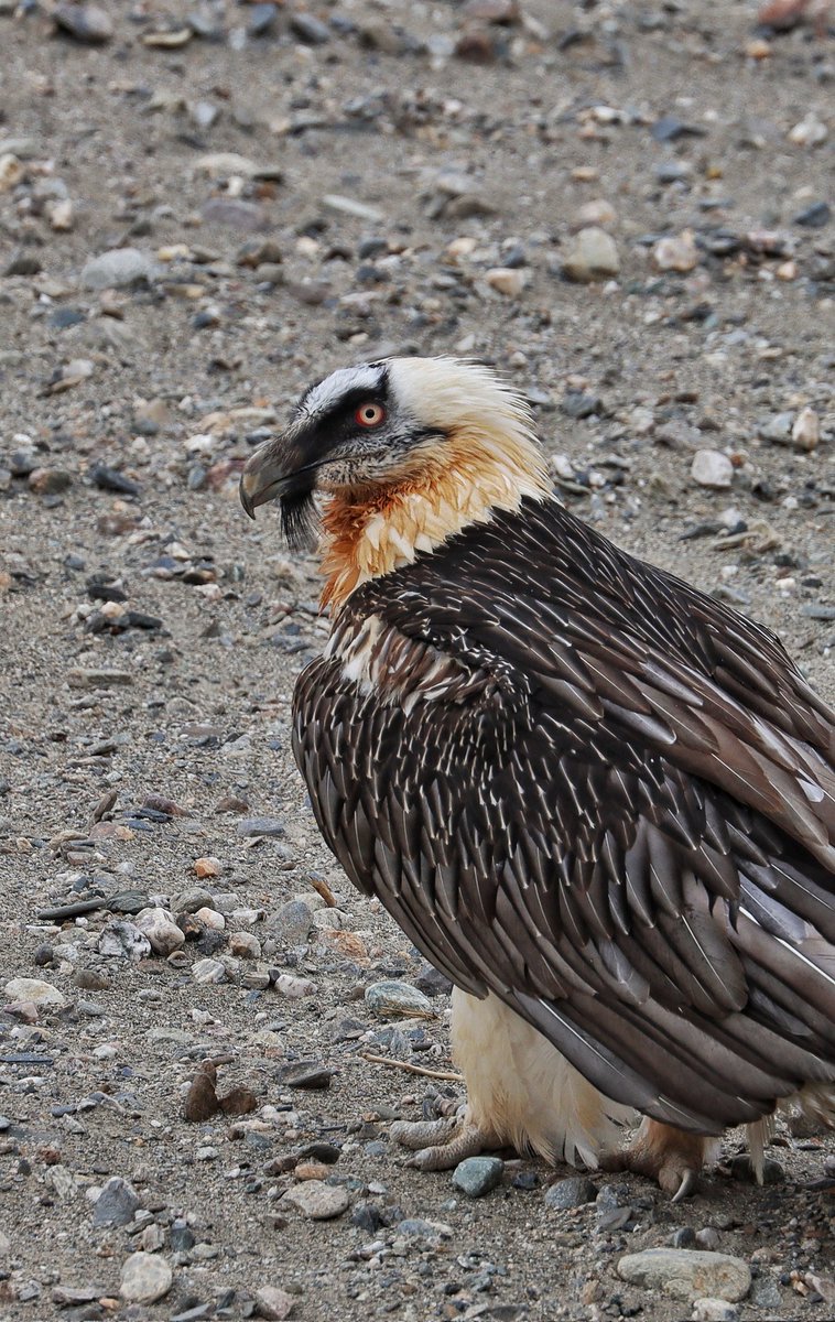 Lammergeier known as Bearded Vulture in Changthang WLS #ladakh