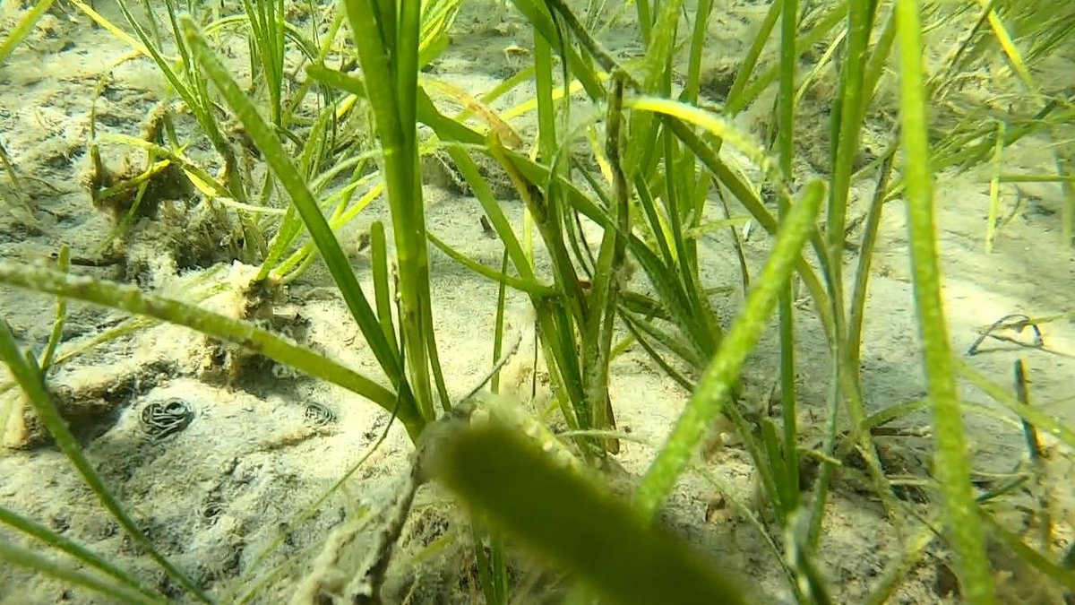 Can you spot the fish? 👀🐟 Excited to see these beauties again 😍