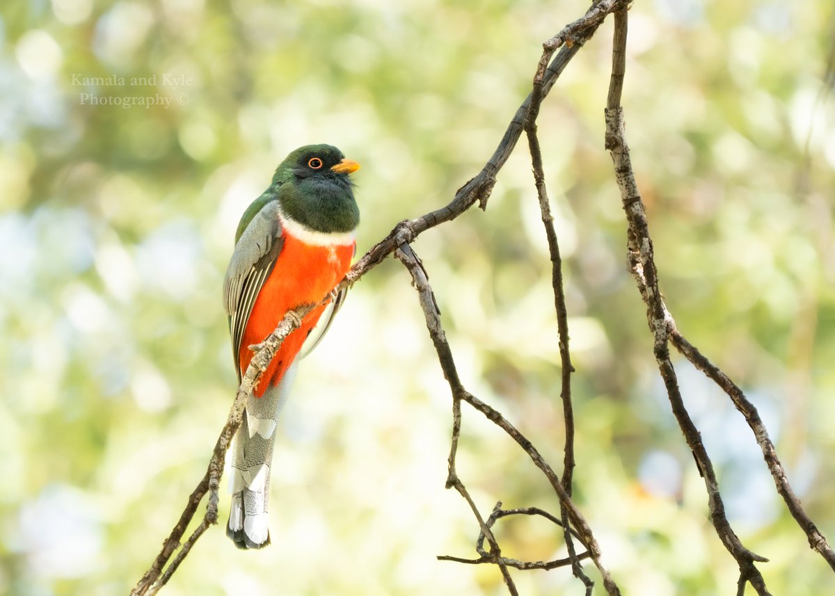 KamalaKyle's tweet photo. Elegant Trogon!!
So many lifers from our short trip to Arizona, what a beautiful area!!
#eleganttrogon #trogonelegans #eleganttrogons #trogon #arizonabirds #birdsofarizona #arizonabirdphotography #arizonabirding #azbirds #birdsofaz #azbirdphotography #azbirding #arizonahiking #az https://t.co/7LZIEroWcB