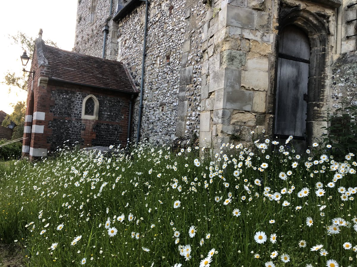Bee Orchids Ophrys apifera looking amazing 🤩 in the grounds of St John's Church, Winchester. Well done <a href="/AllSaintsEWB/">All Saints Winchester</a> for letting nature sing!