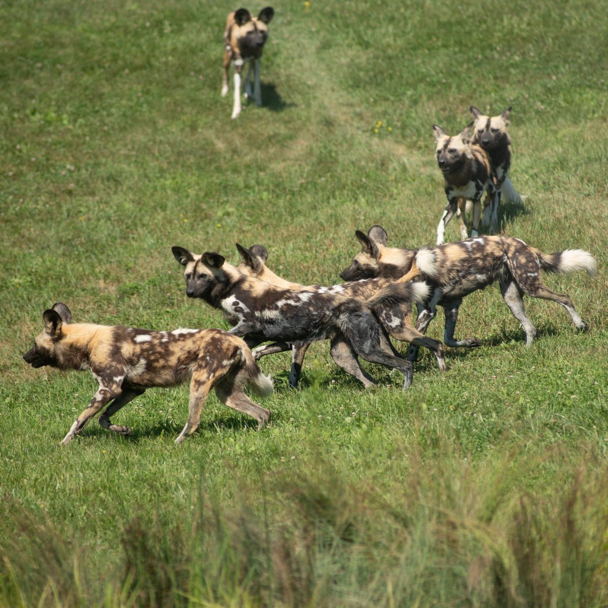 During your visit to The Wilds, you may see the endangered African Painted Dogs in our care.  These beautiful animals are pack-oriented and have a strong social structure, aiding them in hunting prey much larger than themselves.