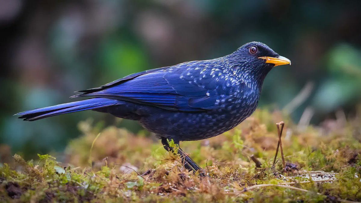 Throwing it back to the mesmerizing Blue Whistling Thrush, a vivid splash of dark violet in the vibrant tapestry of nature! Witness the magical hues of the rainbow in this avian beauty. 🌈 #ThrowbackThursday #VioletSplendor #VIBGYORinNature #IndiAves @Avibase #Repost