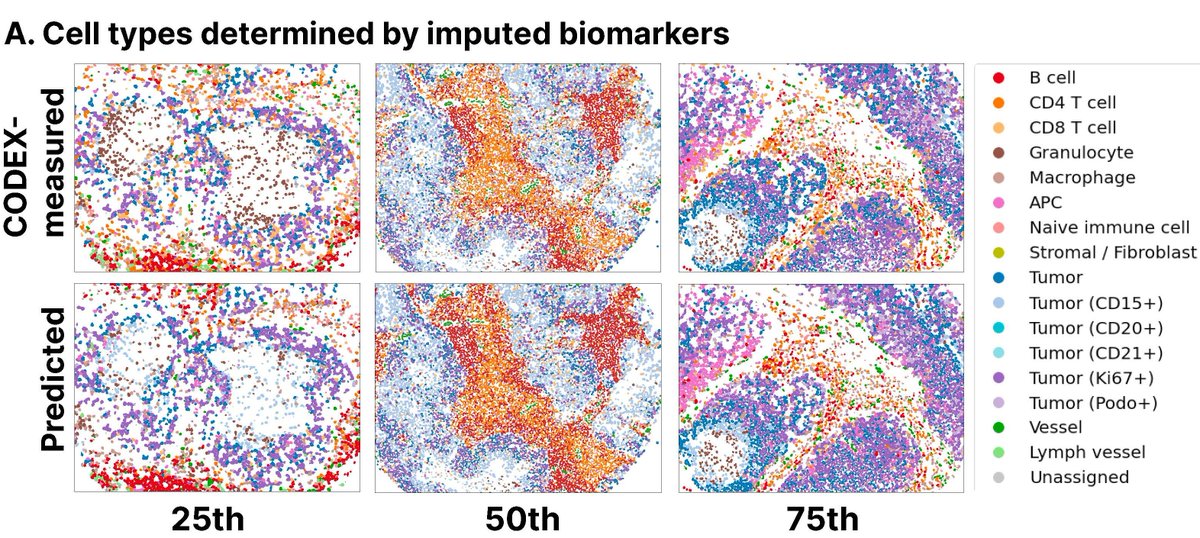 Method alert: Machine learning can help with the challenge of interpreting imaging of 40+ protein biomarkers enabled by CODEX systems. A machine learning framework called 7-UP can classify cell types and predict patient survival outcomes. In PNAS Nexus: ow.ly/U5FJ50OBKKH