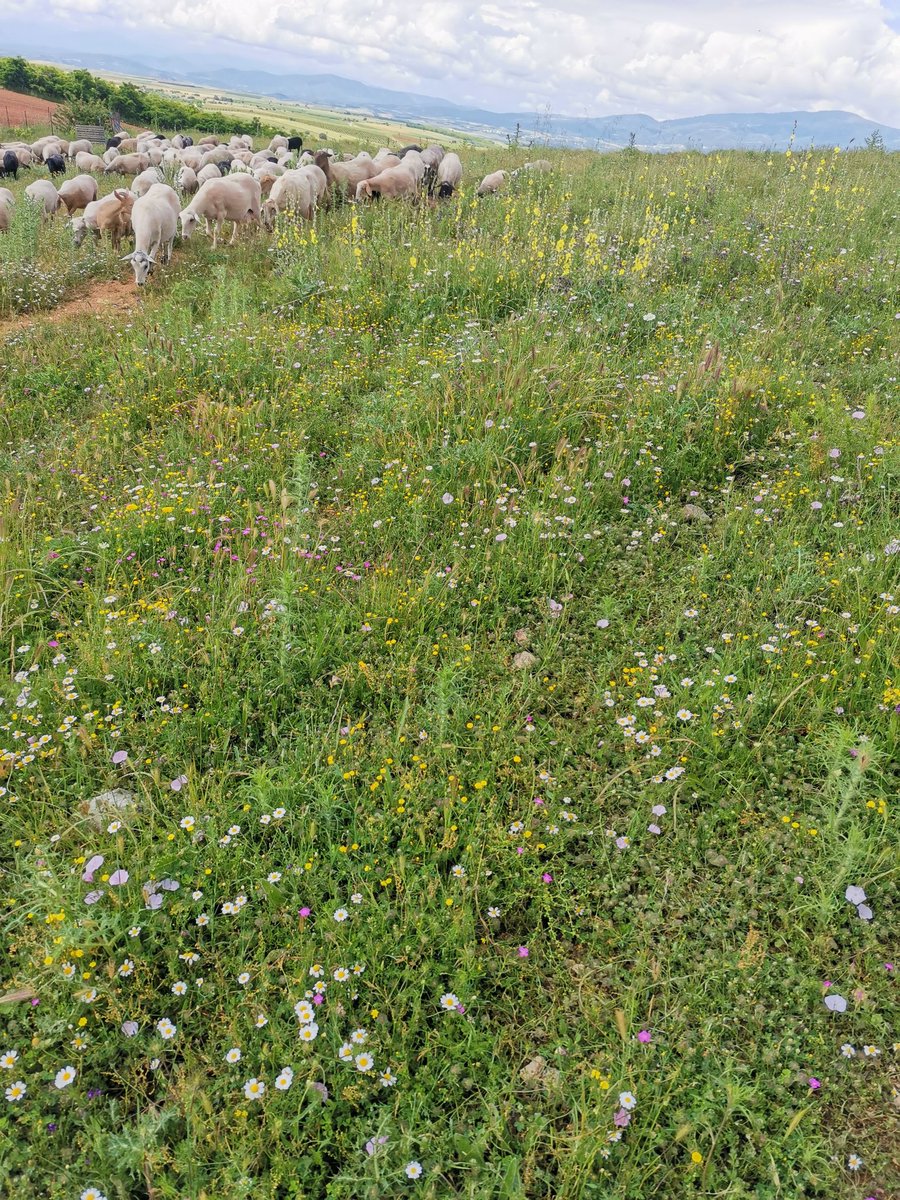 sheepguard's tweet photo. Μετά από μερικές ημέρες ανθοφαγίας, ξεκινήσαμε επιτέλους την τυροκόμηση φέτας! 
Ετοιμα τα πρώτα μπλοκ! https://t.co/RIQj5ofziS
