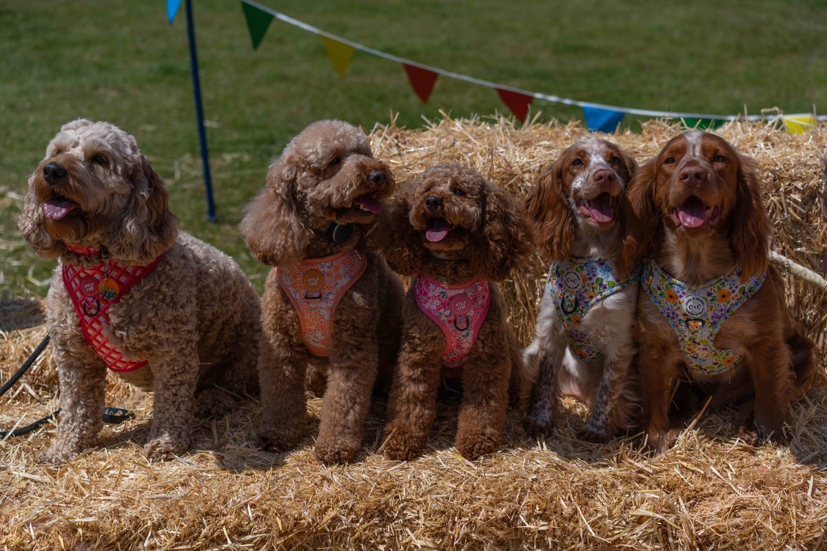 We can't wait to get the gang back together!

We had a blast with you all at Loseley Park, but it's not long now until we head to Ragley Hall  🐕 🐾

⏳ The countdown is on...

Grab your tickets now: ow.ly/2jVU50OBWQH

#DogFest2023 #DogFestRagleyHall