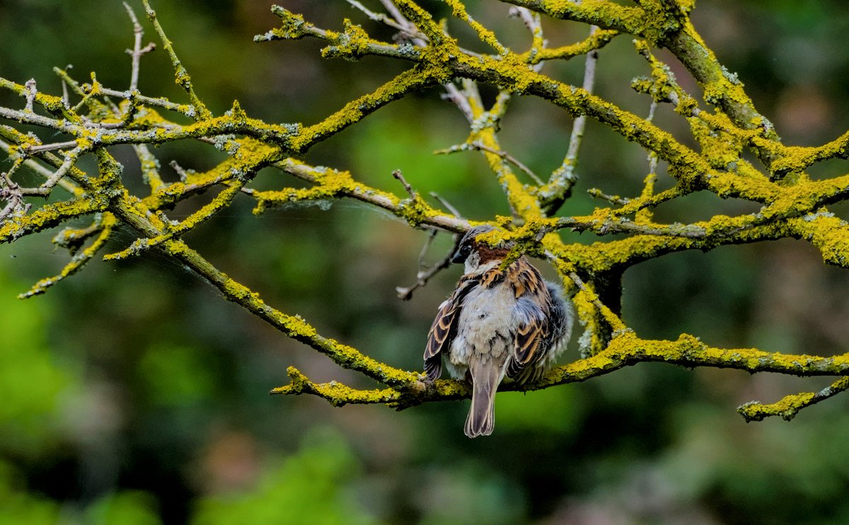Spatz #sparrow #TiereImGarten #birds #vögel #naturfotografie #naturephotography #natur #nature