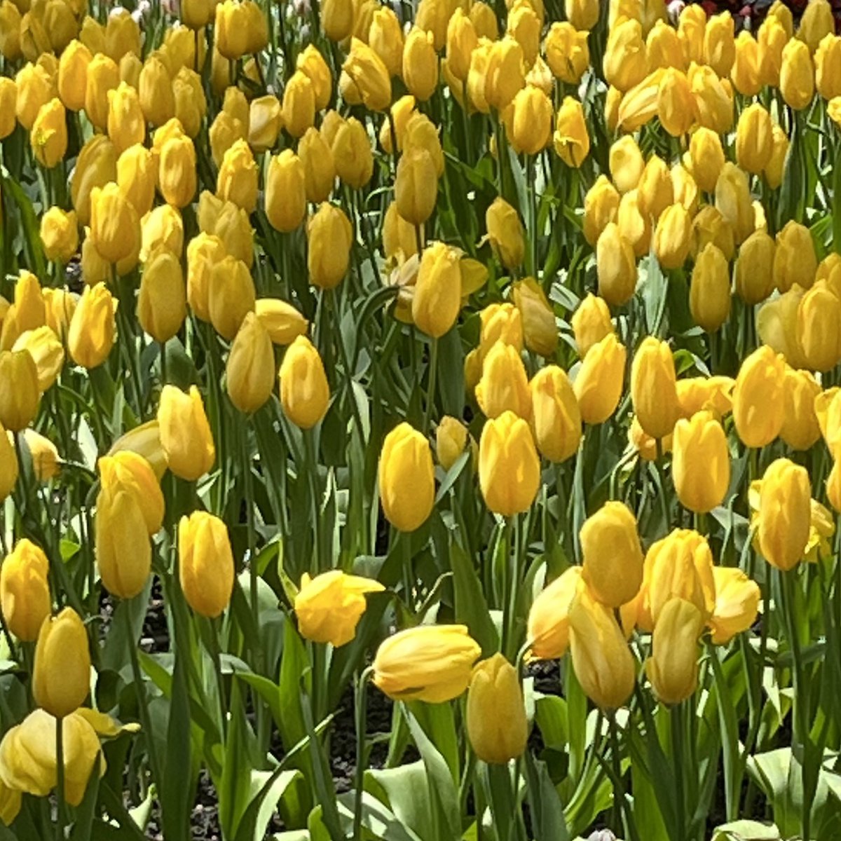 miracle of natural — ชอบอะไรแบบนี้มากกกก สวนดอกทิวลิปที่ระยอง จริงๆอยู่ในโครงการสวนดอกไม้เมืองหนาวของ ปตท. แหละ เข้าฟรีด้วย ในนี้มีน้องทิวลิปเยอะมากกก จริงๆมีดอกไม้อื่นๆด้วยนะแต่ไม่เยอะมาก จะเป็นพวกพืช ดอกไม้ที่โตในอากาศหนาวได้ มีดอกทิวลิปสดๆตัดขายด้วยนะ ดอกละ 50
#รีวิวระยอง