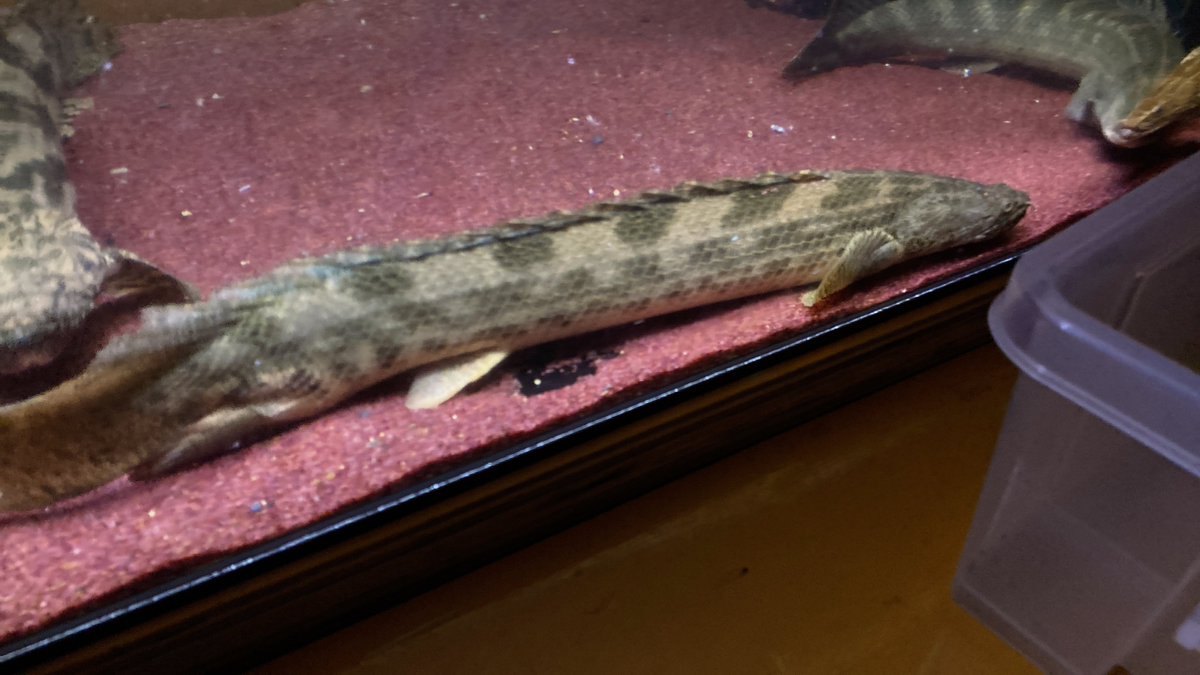 chille_912's tweet image. #polypterus