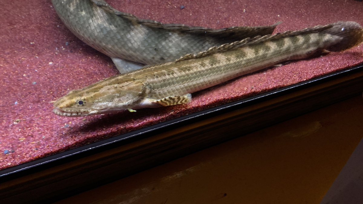 chille_912's tweet image. #polypterus