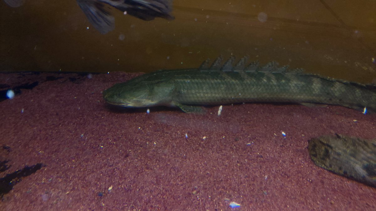 chille_912's tweet image. #polypterus