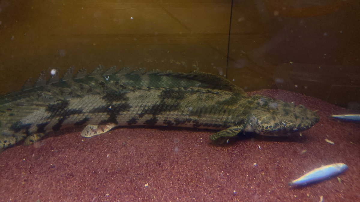 chille_912's tweet image. #polypterus