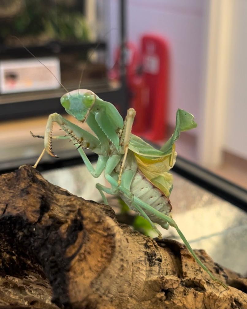 It’s #NationalInsectWeek! 🦟 Did you know we have a range of insects in our animal care department? Including our stick insects, praying mantises and our black beauty stick insects. 🤩 You can still apply for our Animal Care course starting in September