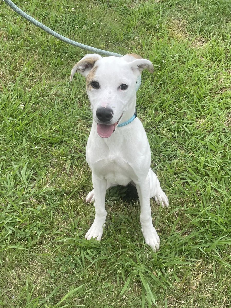 Tate is still waiting! 5-6 months old, neutered and vaccinated. He will be a medium sized dog. Part Catahoula and who knows what else! Sweet playful boy sure to bring lots of love and laughter to your family.  #shelterdogs #AdoptDontShop