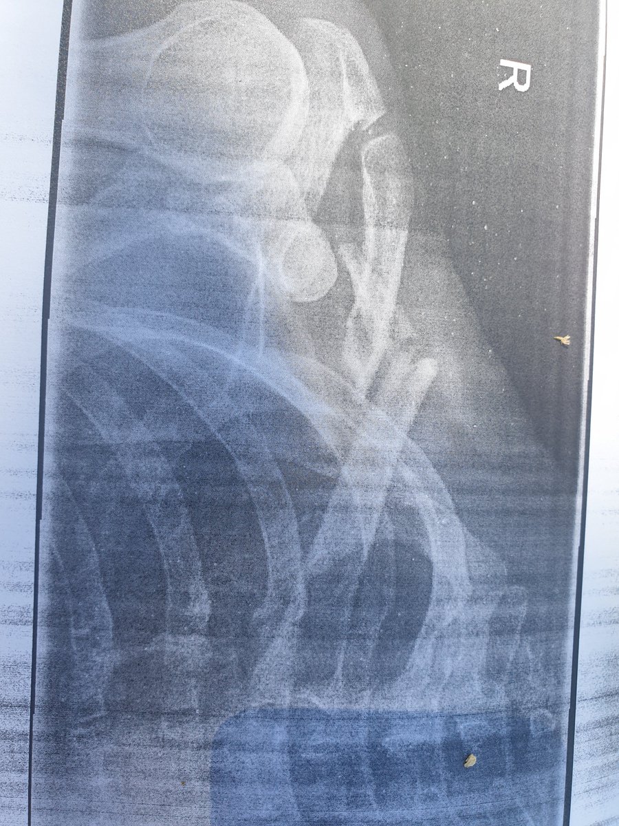 tobson - 👧🏼👶🐶🏊‍♂️🚴‍♂️🏃‍♂️ tweet media