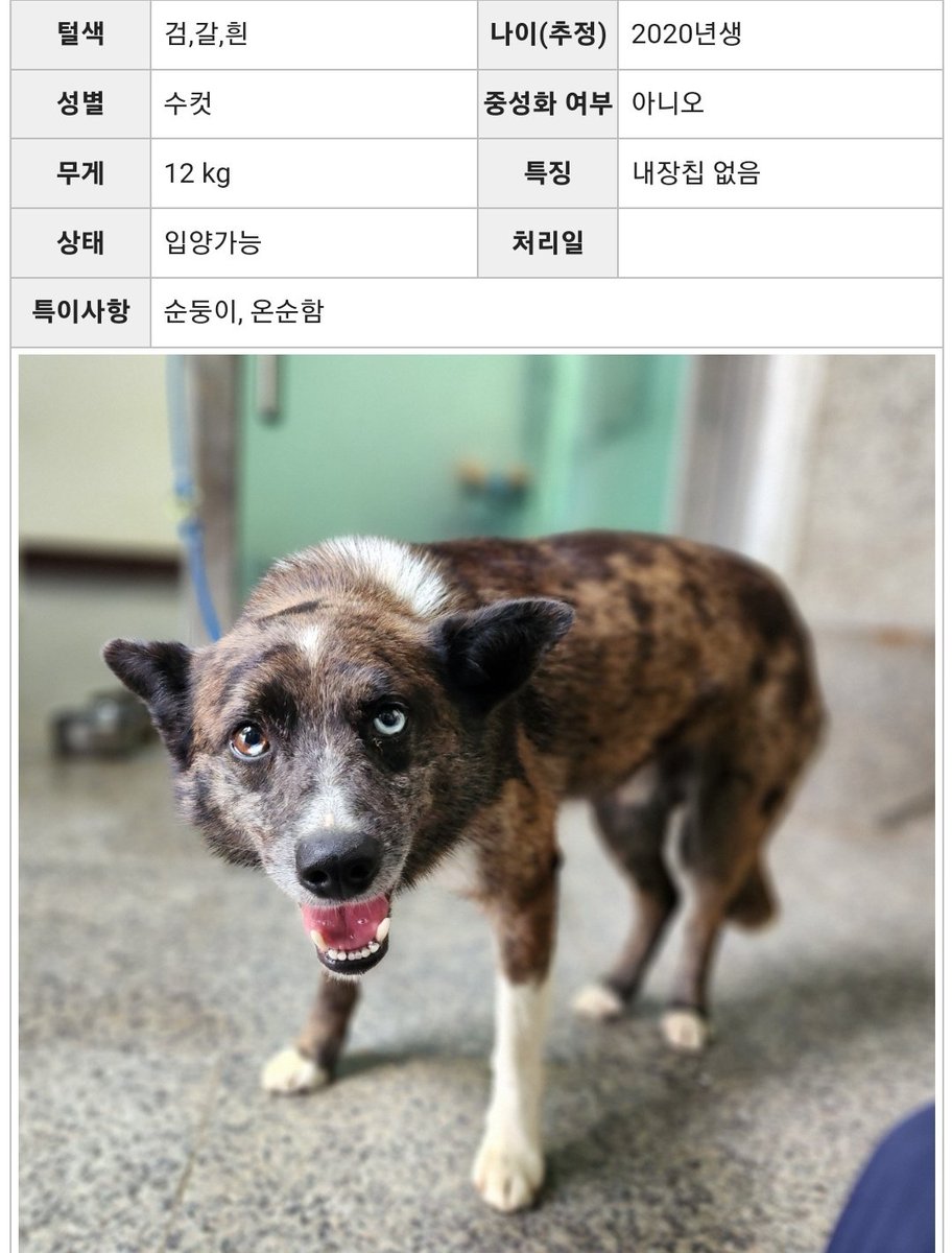 gimdaon1's tweet photo. 광주동물보호소엔 이렇게 이뿐 아가들이 평생 함께해줄 가족을 기다리고있어요😢 이뿐 아가들 따뜻한 집밥먹게 해주시면 안될까요?.. https://t.co/NcpU9cDPE9