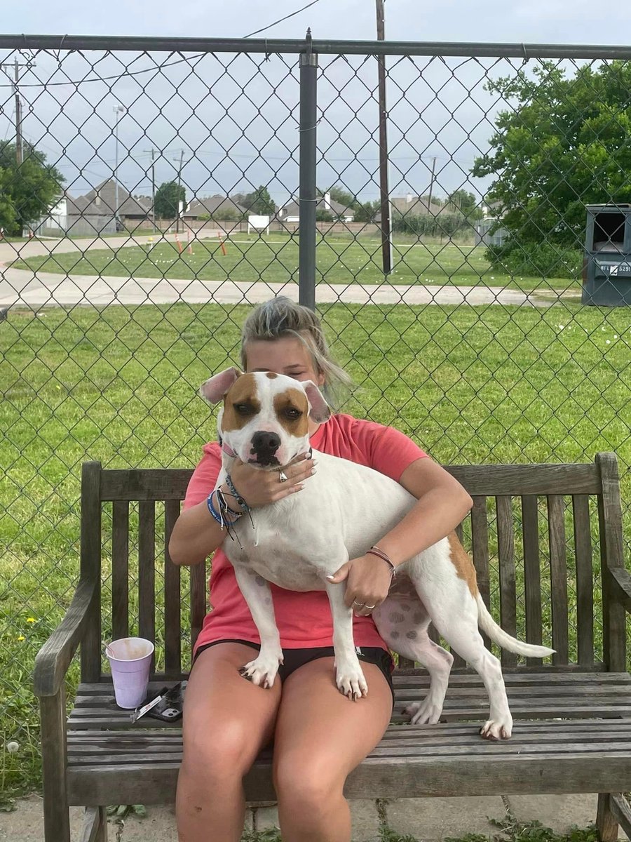 This squatty bodied lap dog has been here the longest! MoMo is a loving dog who enjoys walks, playtime, belly rubs and lap time! She doesn't appreciate cats and is hit and miss with other dogs. Sweet companion just waiting for the right fit!