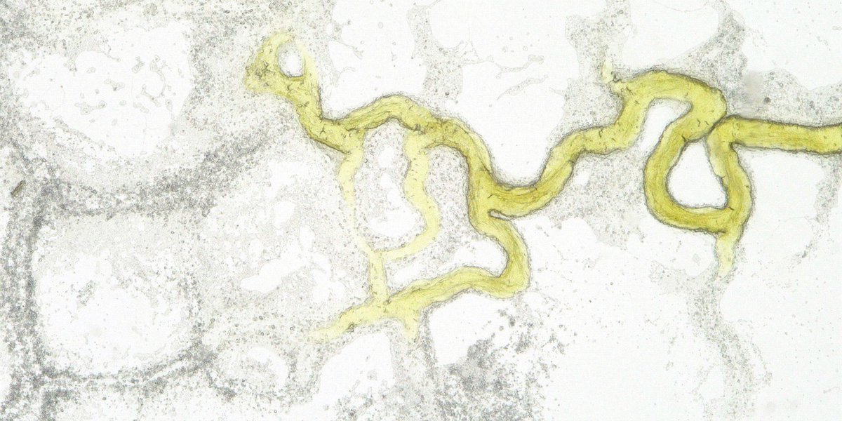 We're looking for an Associate Dean of Research:

To support and mentor our academics, provide leadership for our PGR student programme and to take forward how we develop and disseminate our research.

Apply by 29 June 

ual.tal.net/vx/appcentre-1…

📸 Shem Johnson/CSM Grow Lab