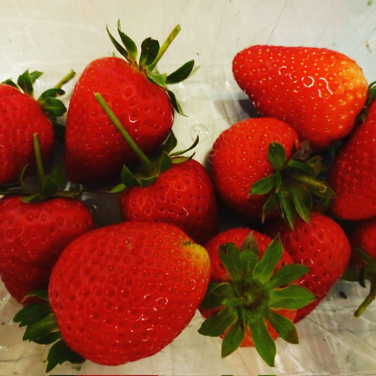 Bothen Hill (@bothenhill) on Twitter photo The sunshine has ripened the strawberries here <a href="/bothenhill/">Bothen Hill</a> sweet, juicy and delicious #buylocal #supportbritishfarmers #OrganicFarming The sunshine has ripened the strawberries here <a href="/bothenhill/">Bothen Hill</a> sweet, juicy and delicious #buylocal #supportbritishfarmers #OrganicFarming
