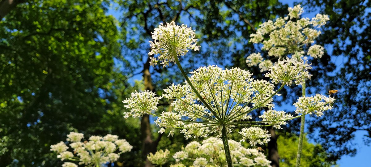 SteveMulville's tweet photo. It's a gorgeous first day of Meteorological Summer here #inmyliverpoolhome ππ³π
Blue cloudless skies and sunshine on offer..
#SeftonPark
#Mindfulness
#treebathing
#nature π
What more could you want..π https://t.co/8ns0mueMfG