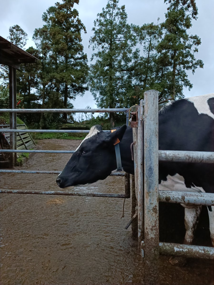 ZoonoMed project tweet media