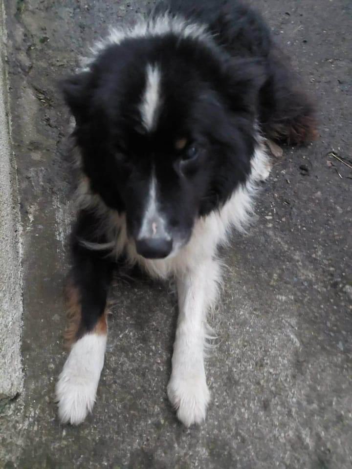 colliesontherun's tweet photo. But it’s not BEN. We left out clothes, my sisters walked every part of #Meelick (co #Mayo)alone and with another dog.registered with lost dogs/got a drone/took ads out in local paper/announced on #Midwest.I have to believe he just went off to die otherwise I will go insane 💔😞 https://t.co/WplhcLTIO7
