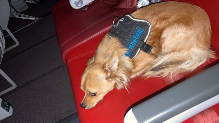 It’s officially been a year since Branston and I left the UK… A year since a chihuahua escaped on an AirMalta flight and me having to run down the aircraft aisle trying to apprehend him, sweating anxiously and apologising to everybody for the inconvenience caused.