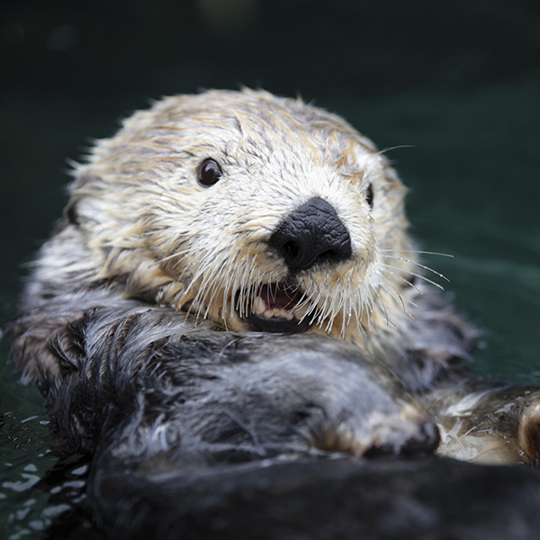 World Otter Day was only... one day?! dailyotter.org/posts/2023/6/1… 📸: @vanaqua #WorldOtterDay