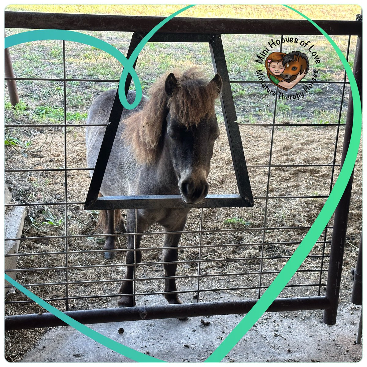 MINI HOOVES OF LOVE tweet media