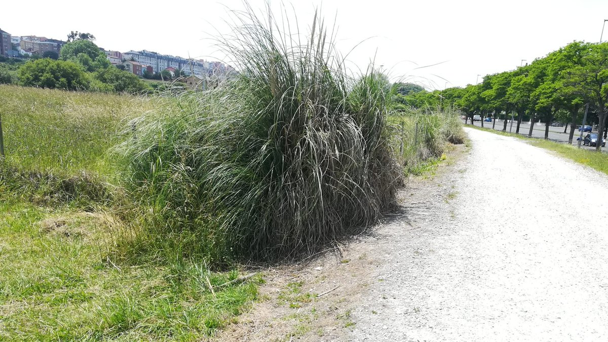 SDRnatural's tweet photo. 🟢Seguimos con la planificación de los trabajos de restauración de espacios degradados de #Santander incluidos en #SDRnatural
🔍Sobre el terreno valoramos y comprobamos donde se encuentran las #EEI, sobre todo #plumeros, y la mejor manera de eliminarlas y de restaurar el suelo https://t.co/lM138Lzh1Y