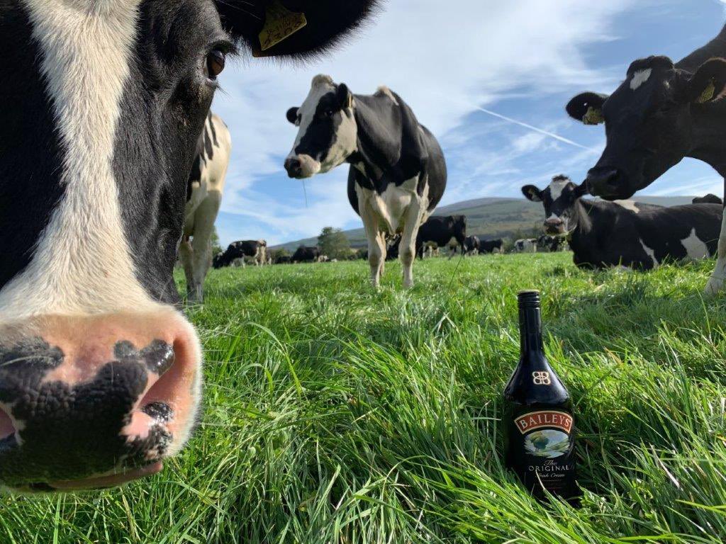 On #worldmilkday we want to pay tribute to all our amazing Ladies for their role in producing the world’s most sustainable, delicious &amp; tastiest milk🥛🐄🌱🇮🇪
#baileysfarm #dairyfarm #dairycows #milk #sustainability #grassfed #wicklow 
@bordbia 
@tirlanfarmlife 
@baileysofficial