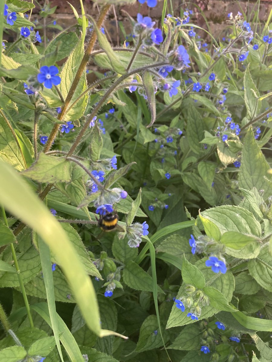 Wild Flower Survey at Fishponds Playing Field Monday 5 June 1-3pm. Organised by @enableLC who will provide all the necessary info. Bring a sun hat ☀️ 🌸 All welcome as no flower expertise needed. Entrance at 91a Hebdon Rd @tootingnewsie