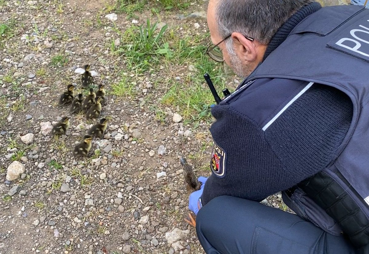 PolizeiTrier's tweet photo. "Happy Ent' " in #Pelm

Eine Entenfamilie hatte sich auf der Suche nach der #Kyll in ein Haus verirrt. Gemeinsam mit den Anwohnern brachte unser Streifenteam die Entenmutter mit 9 Küken sicher zurück ans Wasser! https://t.co/UlJWjih5Ex