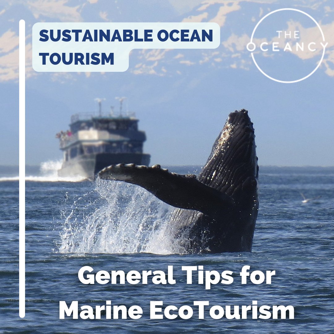 The Oceancy tweet media