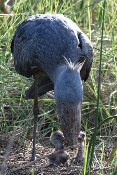 One of afria's most unique birds, the #shoebill. But with raging pressure on their survival, this species requires a carefully thought-out measure to save it's kind.

📍 #MabambaSwamp #Uganda

🌍 wildfriendsafrica.com

📸PatrickKientz 
#NatureConservation 
#ExploreUganda