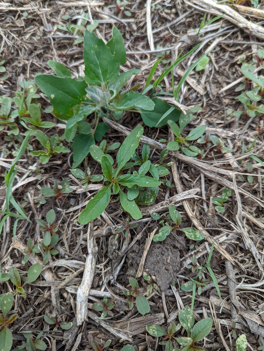 PhillipWanner's tweet photo. First waterhemps of the year scouted last week. Yee-Haw. https://t.co/FFX56bwhn7
