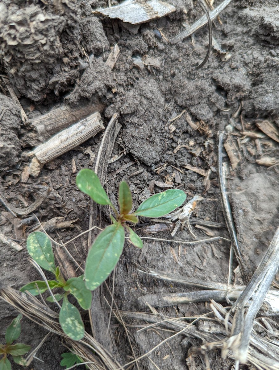 PhillipWanner's tweet photo. First waterhemps of the year scouted last week. Yee-Haw. https://t.co/FFX56bwhn7