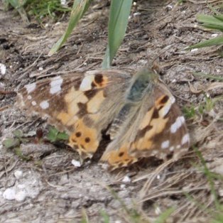 iris arch (@cheekyiris) on Twitter photo #30DaysWild started in Weymouth with a mission to find as many different butterflies as I could. Actually quite difficult. There were found in <a href="/RSPBWeymouth/">RSPB Weymouth Wetlands</a>, Lorton Meadows and Lodmoor Country Park
<a href="/DorsetWildlife/">Dorset Wildlife Trust</a> #30DaysWild started in Weymouth with a mission to find as many different butterflies as I could. Actually quite difficult. There were found in <a href="/RSPBWeymouth/">RSPB Weymouth Wetlands</a>, Lorton Meadows and Lodmoor Country Park
<a href="/DorsetWildlife/">Dorset Wildlife Trust</a>