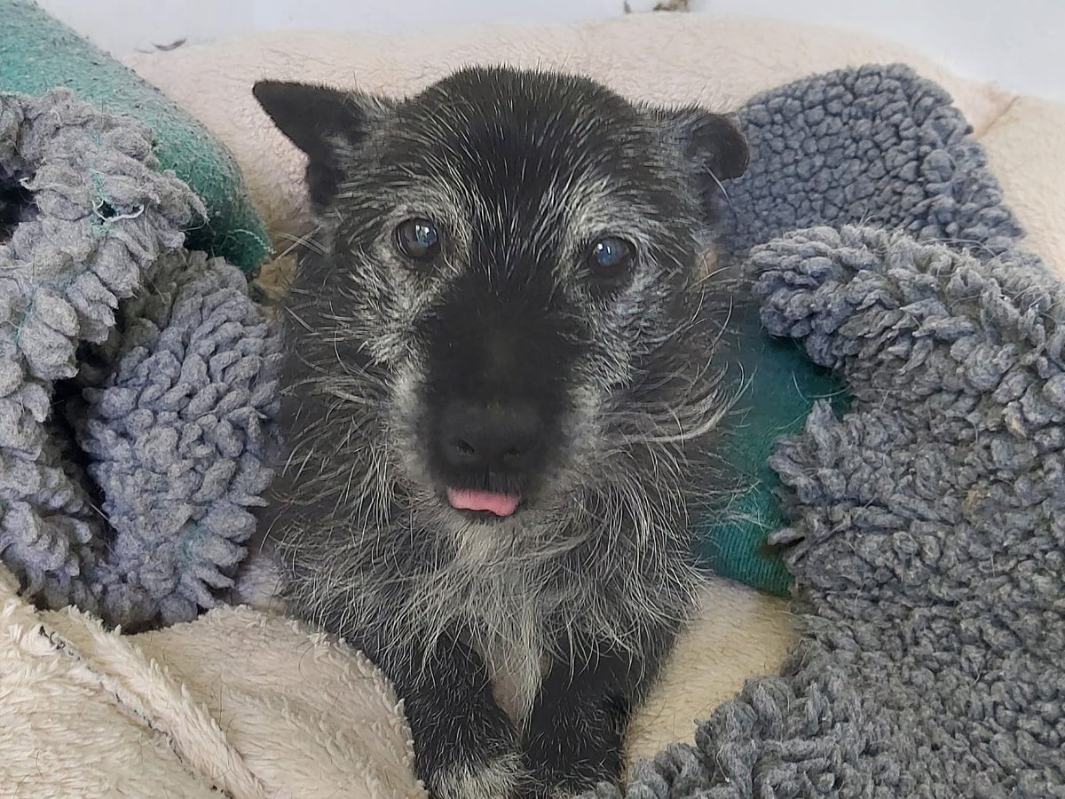 nspca_longford's tweet photo. Meet Stan! 🐶

Stan is a sweet old man of a dog who is looking for a retirement home. Stan has gotten on in years and is looking for a quiet home where he can curl up in his bed, have some cuddles, and go on a short walk each day. 🐕 

Learn more: https://t.co/YnX6JeAHdd https://t.co/QDOohaJMyw