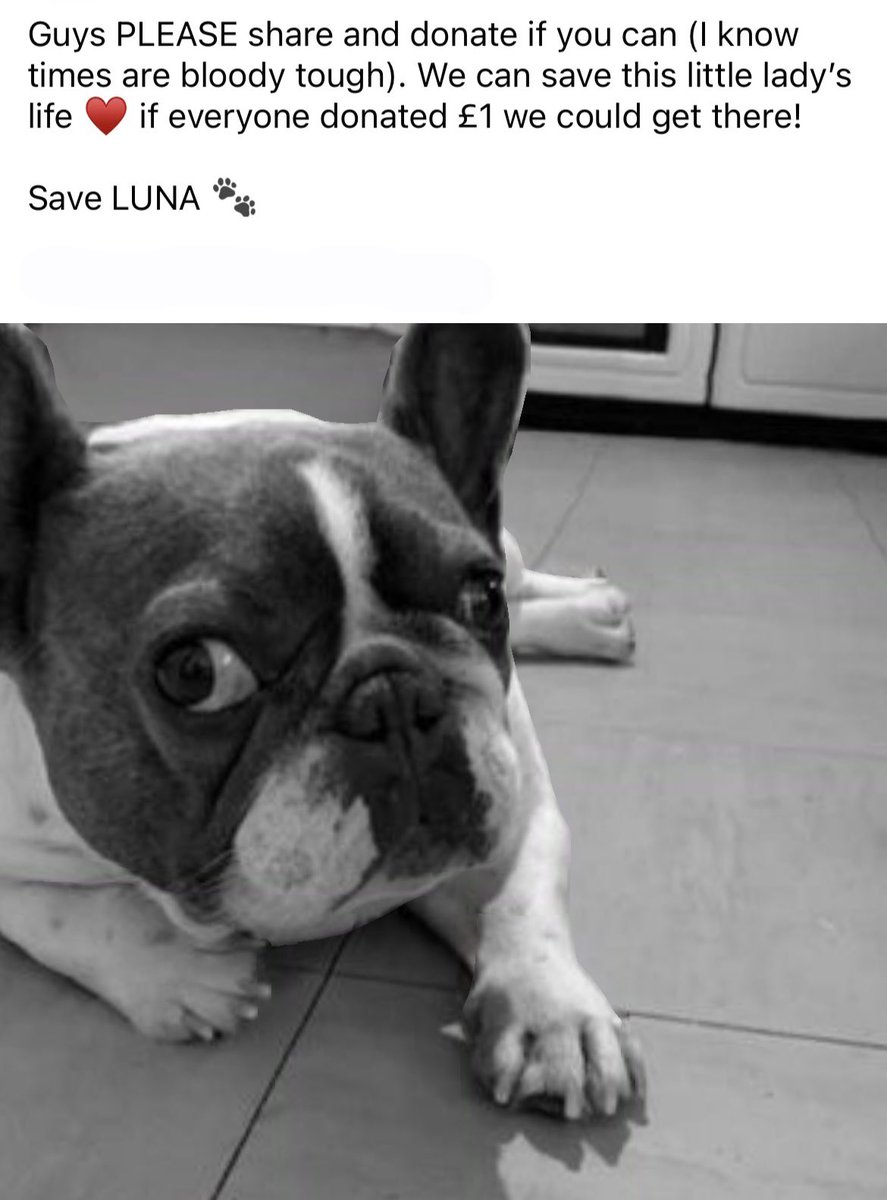 Please donate &amp; share 🐾

gofund.me/bb53f9fa
#frenchbulldogs #frenchie #boas #savealife #rescue #gofundme