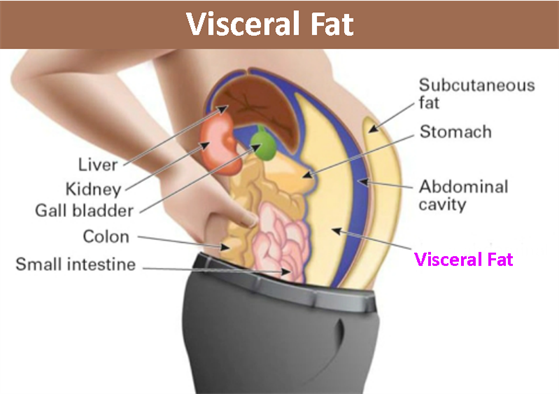 Mangan150's tweet image. Visceral fat drives many chronic diseases, and increases with aging.

Yet developing visceral fat is largely a choice and can be avoided.