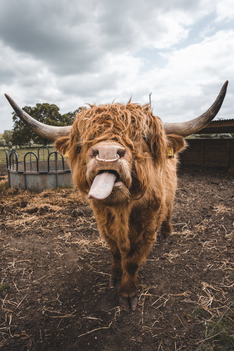 Cheeky Cow 📸

#Photo #photography #Animals #FarmAnimals #HighlandCow #HighlandCattle #SonyAlpha #SonyA7III